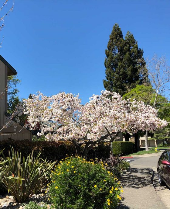 My Favorite Tree Is Blooming Again!