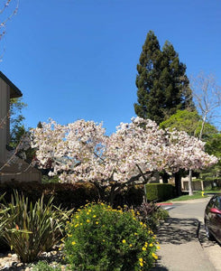 My Favorite Tree Is Blooming Again!