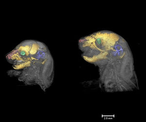 Craniofacial growth patterns in mouse models for Apert syndrome....